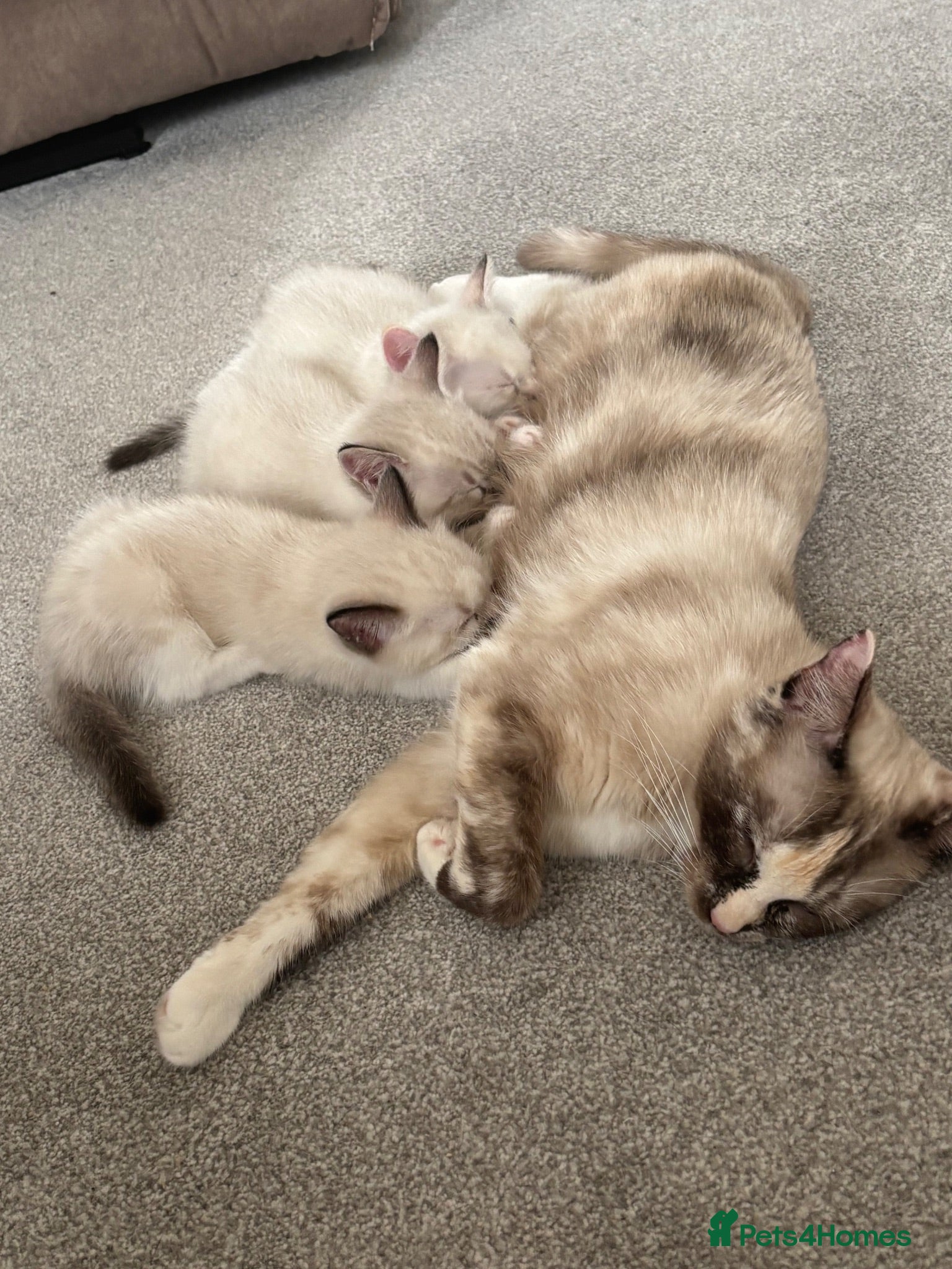 Ragdoll cats Rag doll cross kittens  - Advert 1