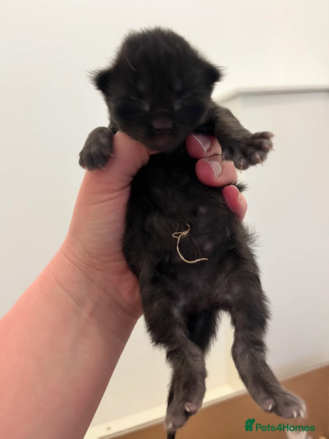 Mixed Breed cats for sale: Ragdoll x Mainecoon Kittens  in Sandown - Advert 7