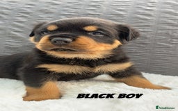 Rottweiler dogs for sale: Beautiful KC Rottweiler puppies - Image 34