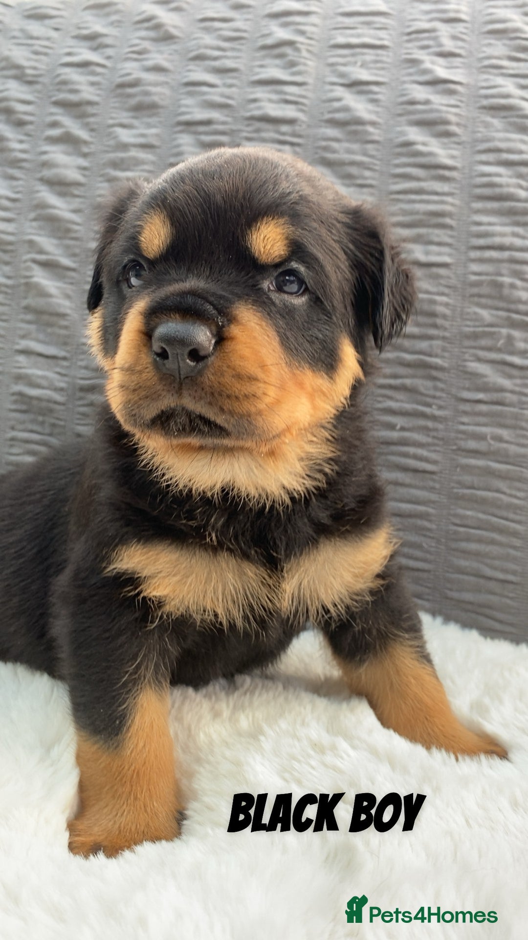 Rottweiler dogs for sale: Beautiful KC Rottweiler puppies - Image 34