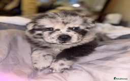 Chow Chow dogs for sale: Merle Chow Chow Pups 🐻 - Image 20