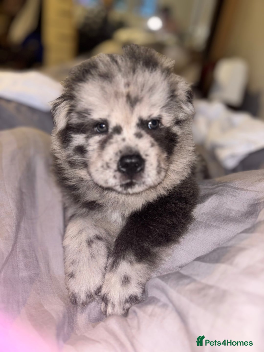 Chow Chow dogs for sale: Merle Chow Chow Pups 🐻 - Image 20