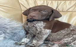 German Shorthaired Pointer dogs for sale: German shorthaired pointer boys and girls  - Image 14