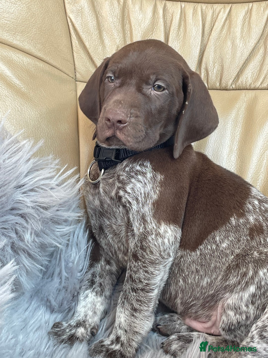 German Shorthaired Pointer dogs for sale: German shorthaired pointer boys and girls  - Image 14