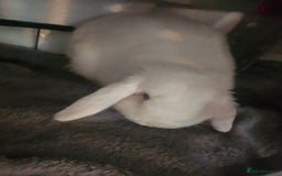 English Lop rabbits for sale: Mini lop - Image 2
