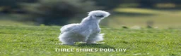 Chickens poultry for sale: Pekins, Polish, Silkies and other bantams - POL - Advert 15