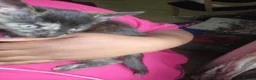 British Shorthair cats for sale: 1 beautiful black girl kitten  - Advert 7