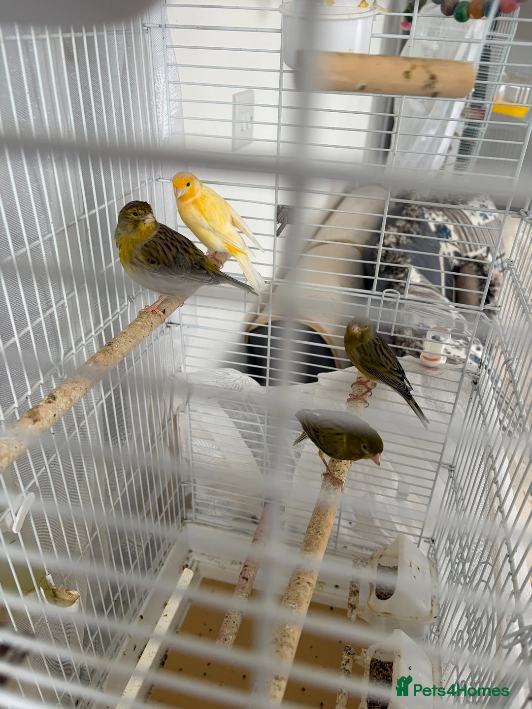 Canaries birds for sale: Canaries - Advert 1