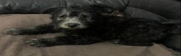 Hungarian Pumi dogs for sale: Rare Breed  - Advert 23