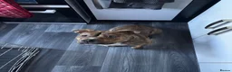 American Bully dogs for sale: Pocket bully girl - Advert 3