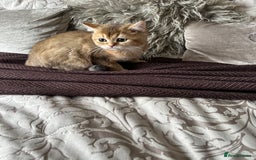 British Shorthair cats for sale: BSH Golden kittens  - Image 11