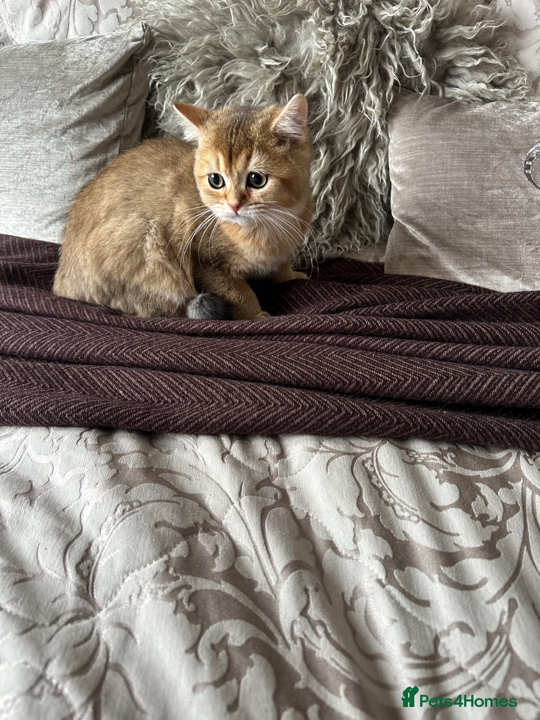 British Shorthair cats for sale: BSH Golden kittens  - Image 11