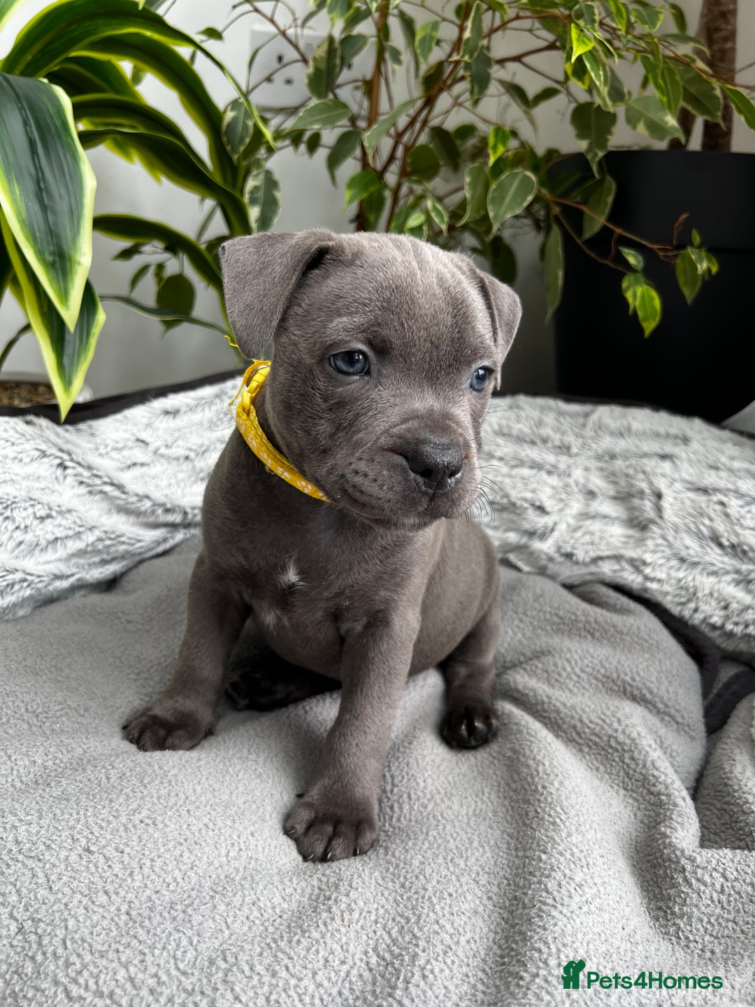 Staffordshire Bull Terrier dogs for sale: 🔷 Pharaon Champion Line Pups 🔷 in Wolverhampton - Image 20