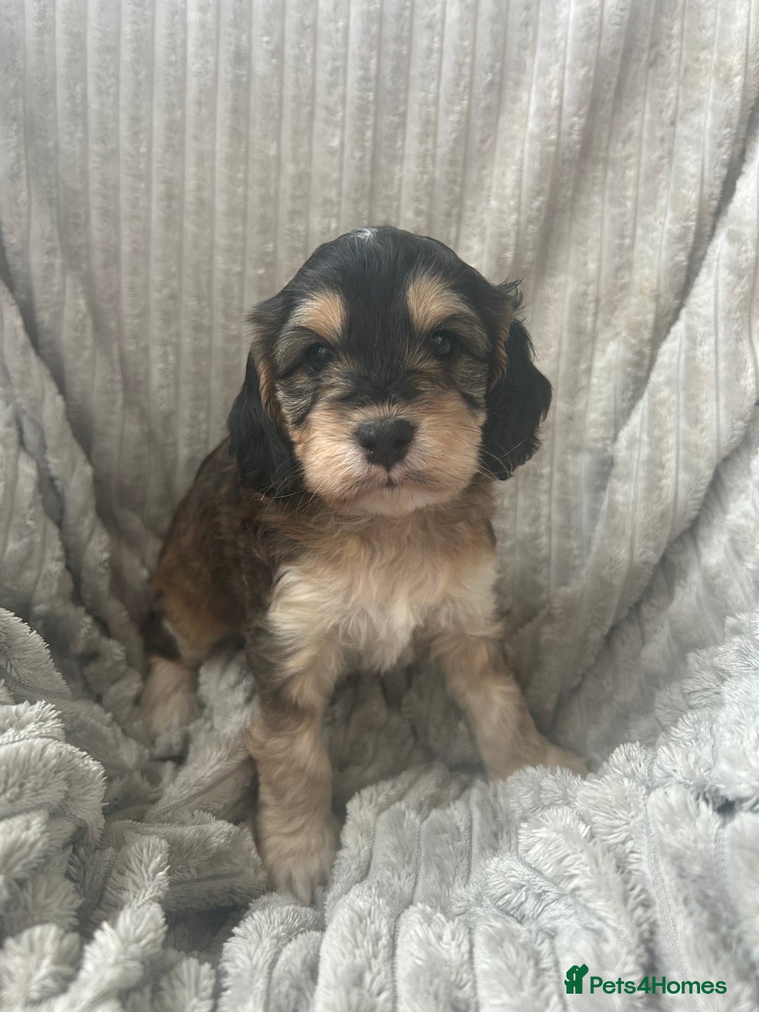 Cockapoo dogs for sale: Cockapoo Puppies - Image 25