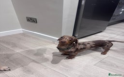 Labrador Retriever dogs for sale: 8 Year old f Labrador and 2 year old m Dachshund - Image 5