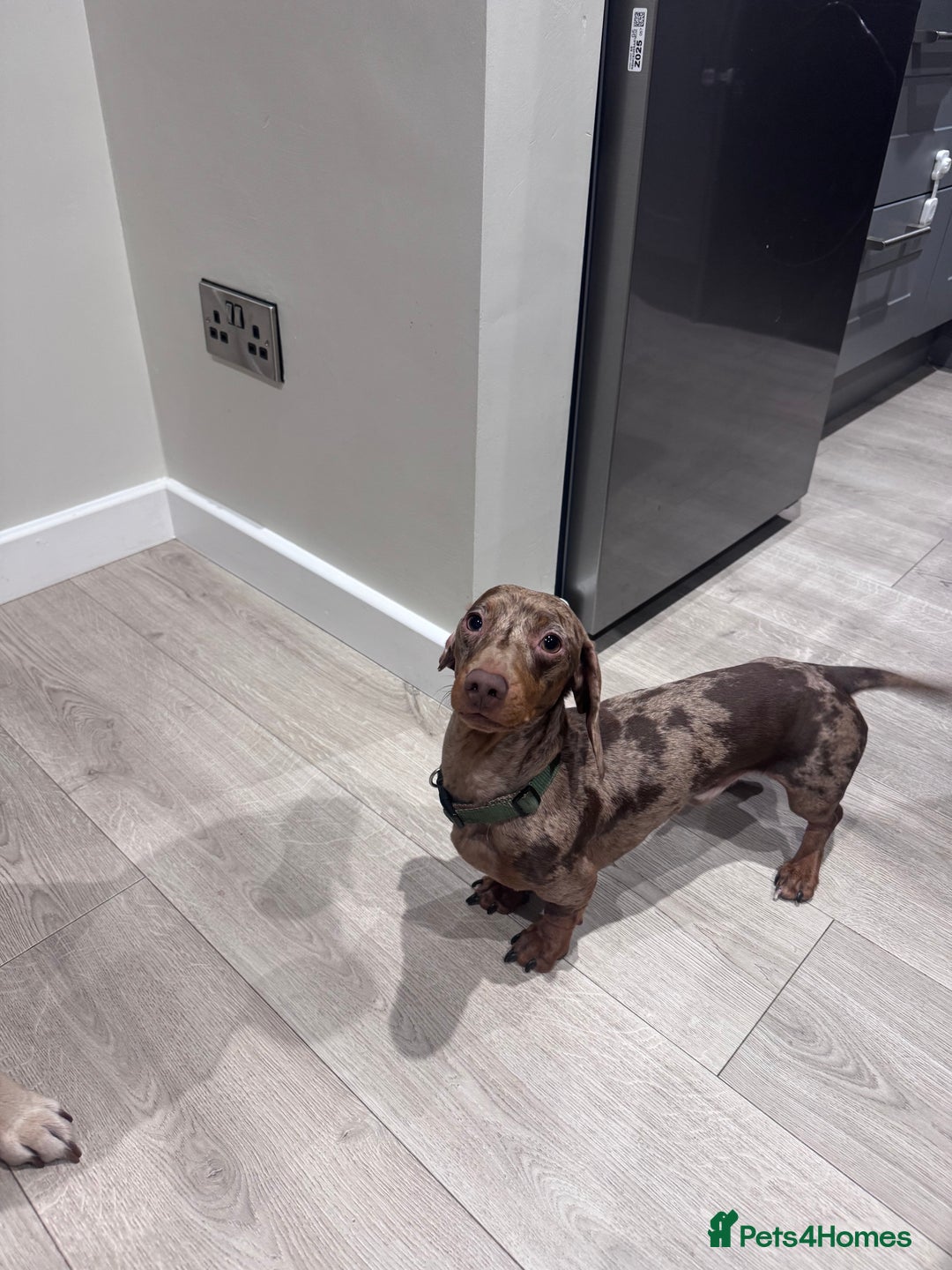 Labrador Retriever dogs for sale: 8 Year old f Labrador and 2 year old m Dachshund - Image 5