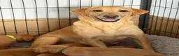 Labrador Retriever dogs for sale: Exceptional Labrador puppies  - Advert 14