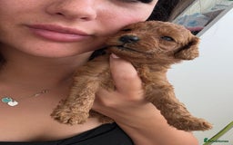 Cavapoo dogs for sale: Fox RED Cavapoo Puppies - Image 21