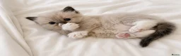 Ragdoll cats for sale:  🐾 Pure Ragdoll Kittens – The Summer Litter ☀️  - Advert 17