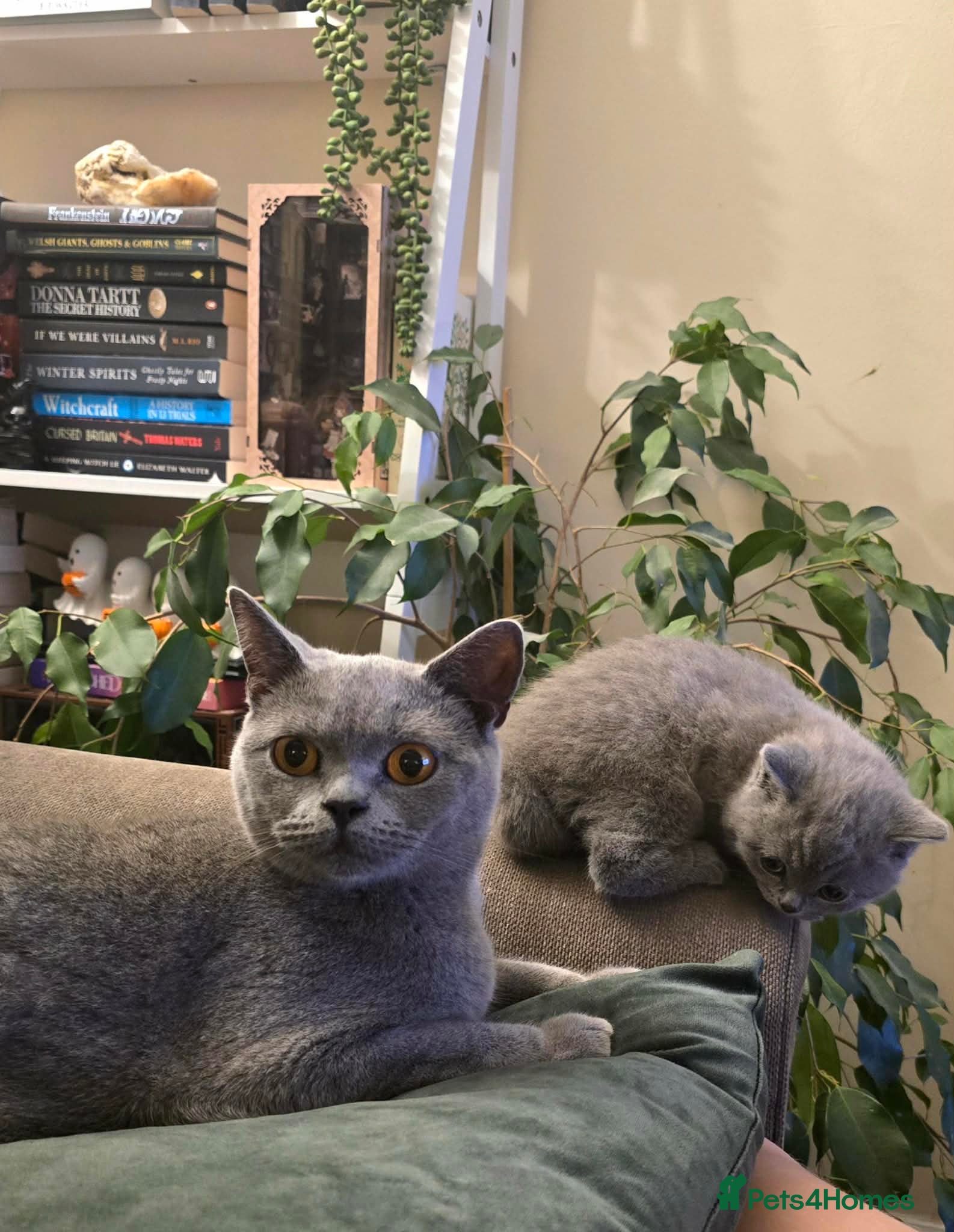 British Shorthair cats British Shorthair girl kitten - Advert 6