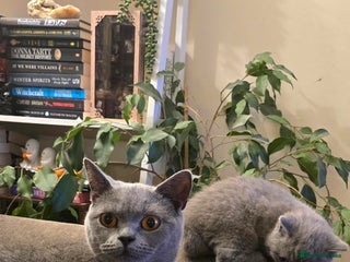 British Shorthair cats British Shorthair girl kitten - Advert 1