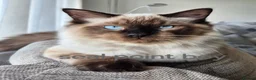 Ragdoll cats for sale: Gorgeous fluffy seal point and mink ragdolls   - Advert 5
