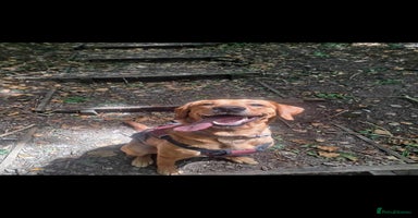 Goldador dogs - Advert 6