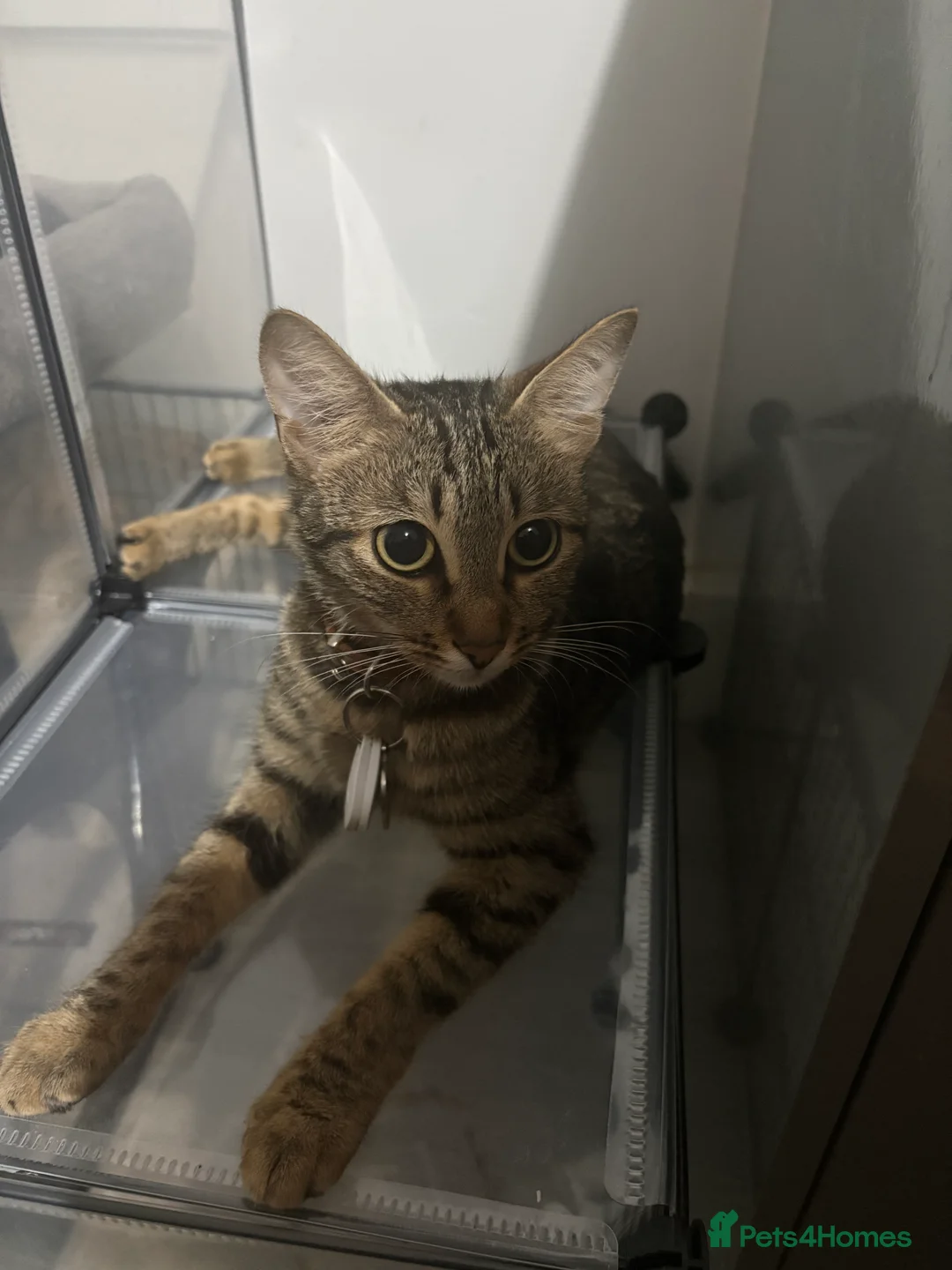 Bengal cats for sale: Bengal cross Kittens  - Advert 6