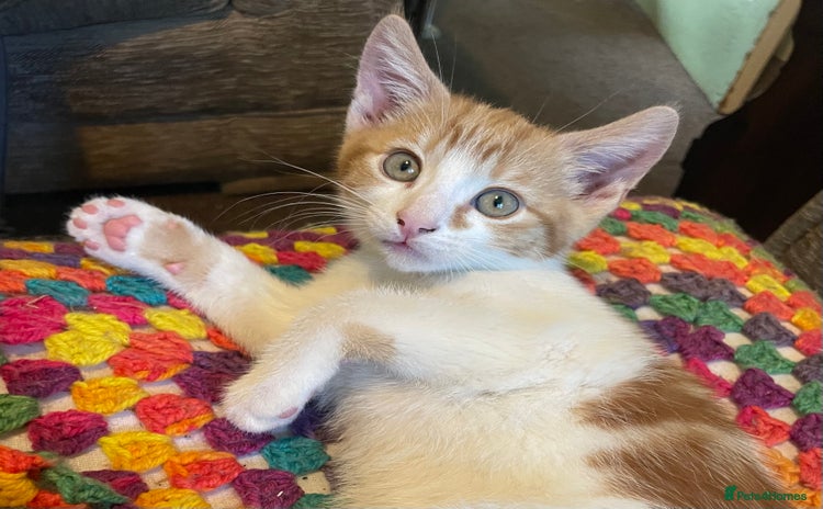 Mixed Breed cats - Advert 12