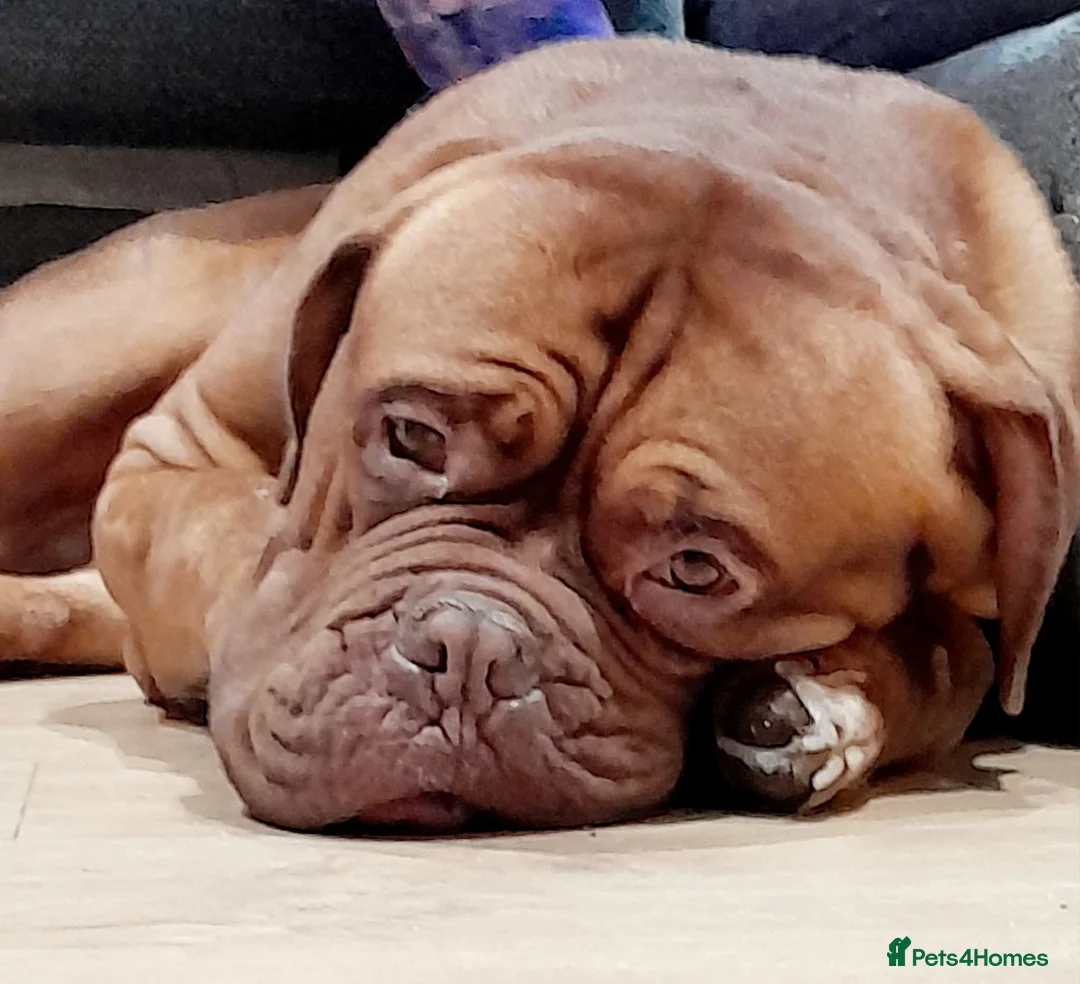 Dogue De Bordeaux dogs for sale: 4 year old male dogue de bordeux  - Advert 2