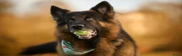 German Shepherd dogs for stud: Long haired german shepherd for stud - Advert 15