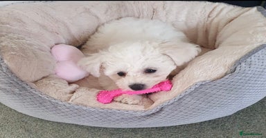 Bichon Frise dogs - Advert 2