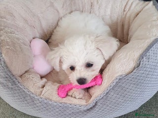 Bichon Frise dogs - Advert 2