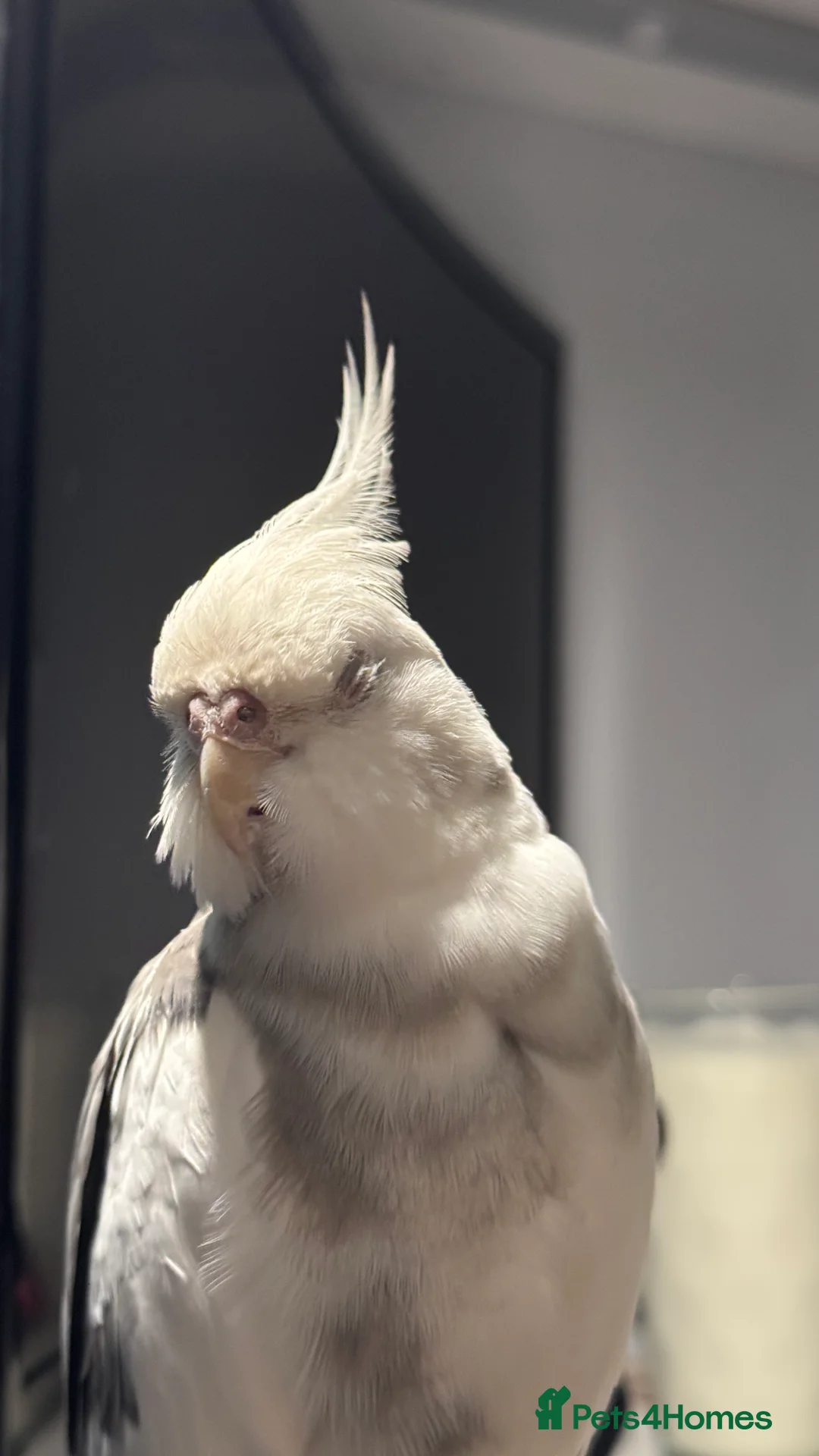 Cockatiels birds for sale: Hand-reared Silly Male Cockatiel Needing Rehoming in Rotherham - Advert 6