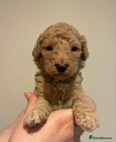 Standard Poodle dogs - Advert 2