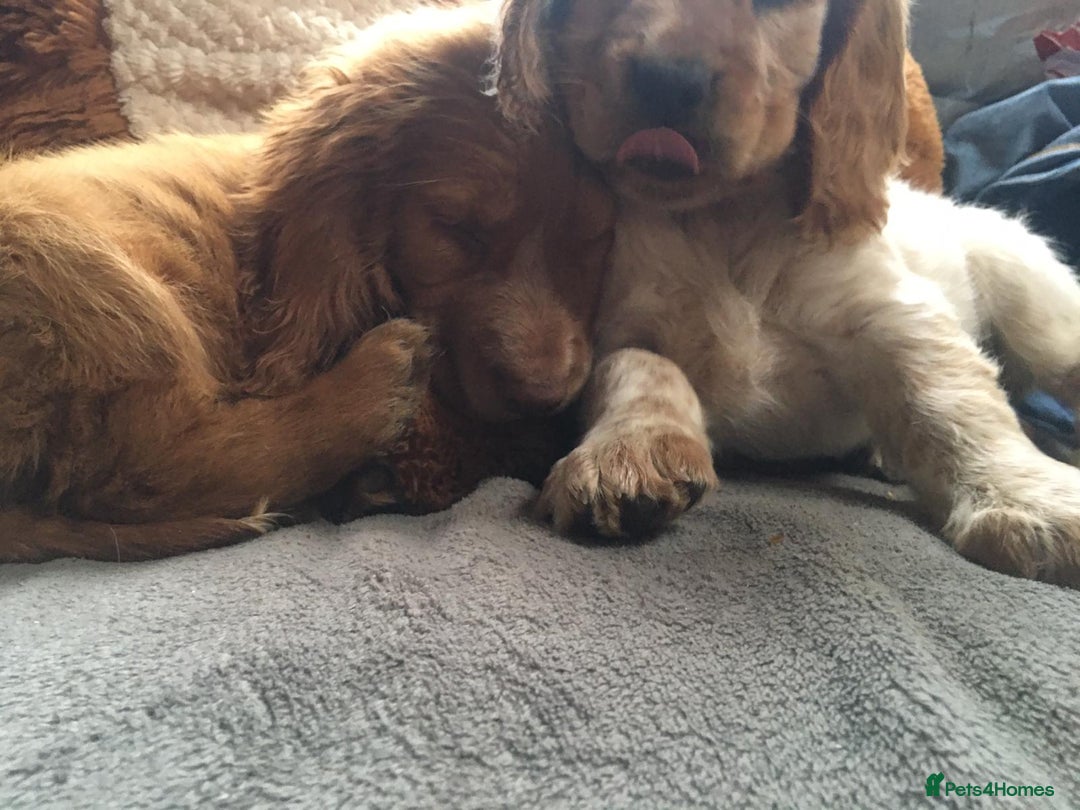 Cocker Spaniel dogs for sale: Beautiful cocker babies  - Image 3