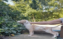 Lurcher dogs for sale: Beautiful red merle and white dog puppy - Image 3