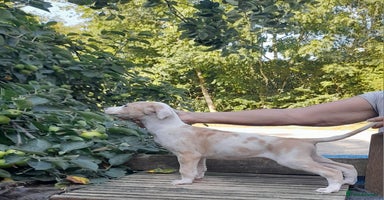 Lurcher dogs - Advert 2