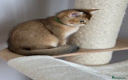 British Shorthair cats for sale: ‼️LAST KITTEN LEFT ‼️BSH Golden kittens  - Image 24