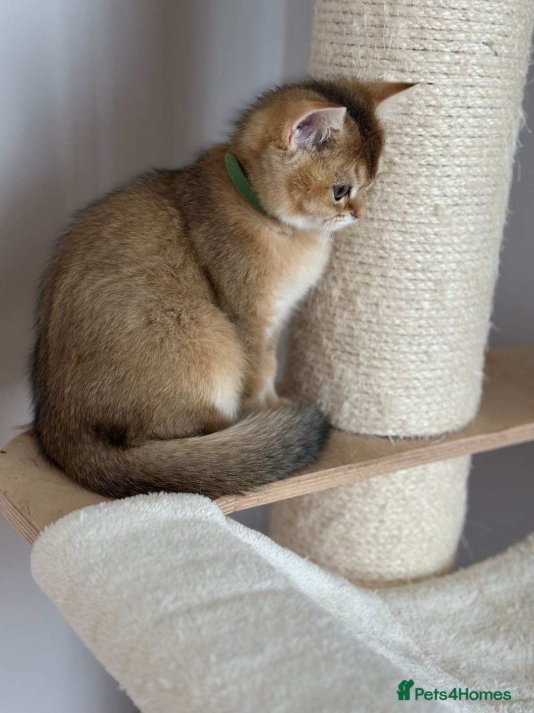 British Shorthair cats for sale: ‼️LAST KITTEN LEFT ‼️BSH Golden kittens  - Image 24