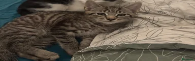 Domestic Shorthair Kitten Tabby 2