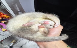 Ferret rodents for sale: 9 Week old male and female ferret (inc everything) - Image 6