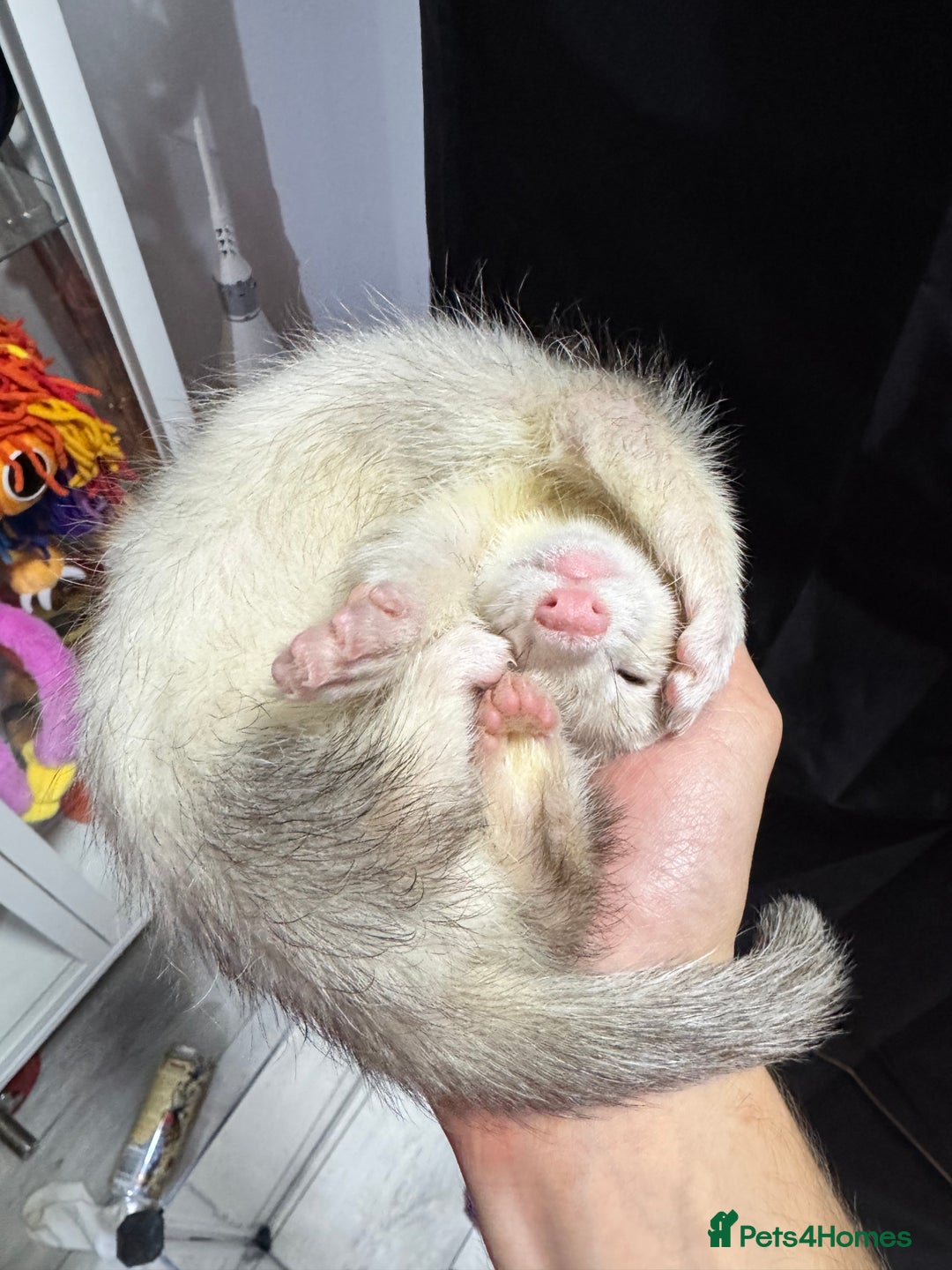 Ferret rodents for sale: 9 Week old male and female ferret (inc everything) - Image 6