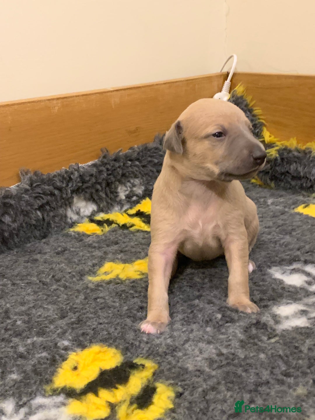 Whippet dogs for sale: 2 Gorgeous KC registered boy whippet puppies  - Advert 2