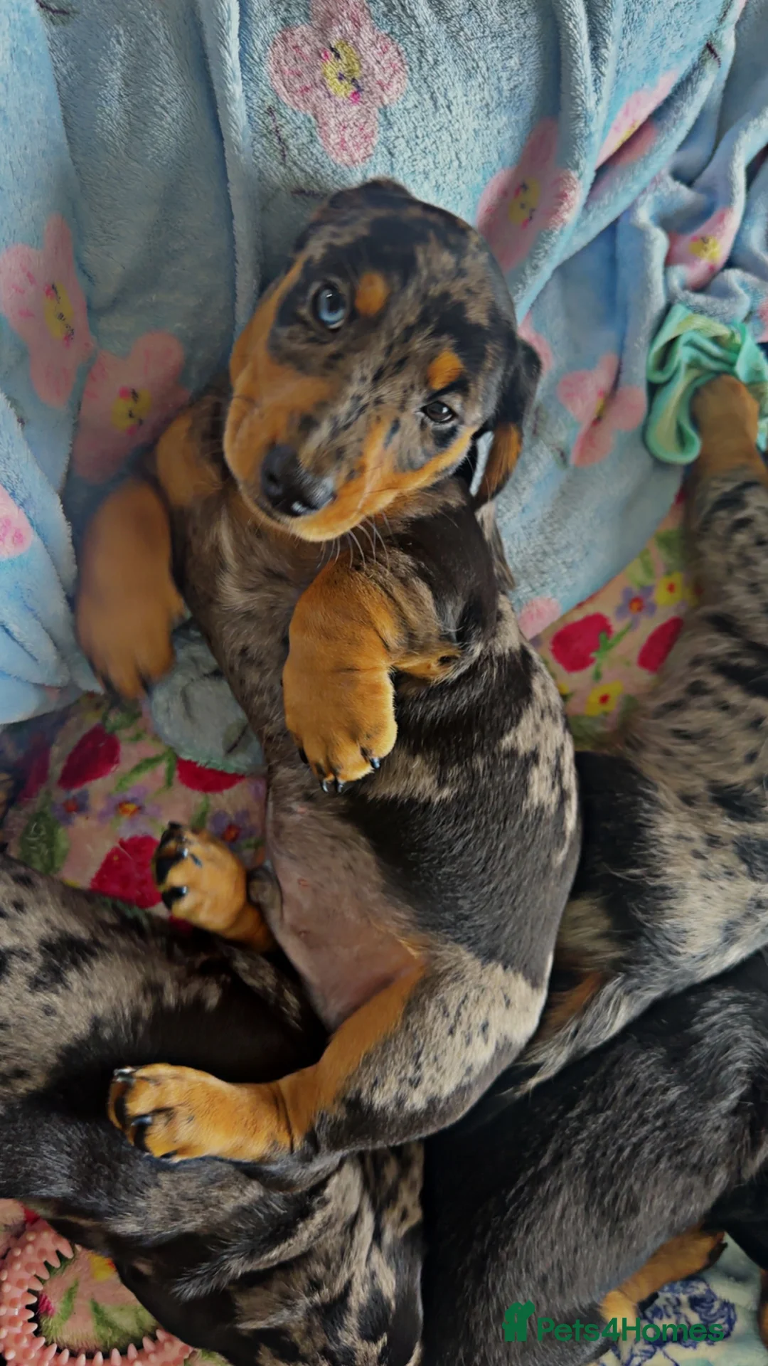 Miniature Dachshund dogs for sale: 🐾 Gorgeous Miniature Dachshund Boy 💙🏡 - Advert 2
