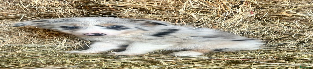 Border Collie Puppy 5