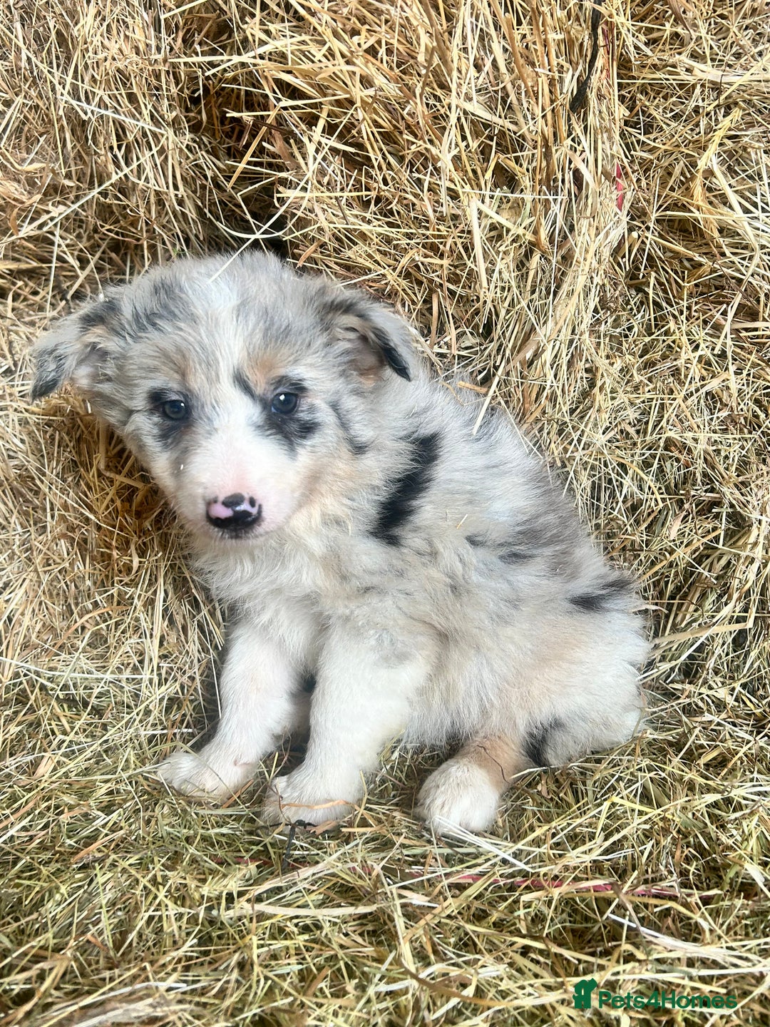 Border Collie dogs for sale: 5 beautiful border collie pups  - Image 7