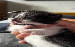 LaPerm cats for sale: Long Coat Laperm kittens - Image 11