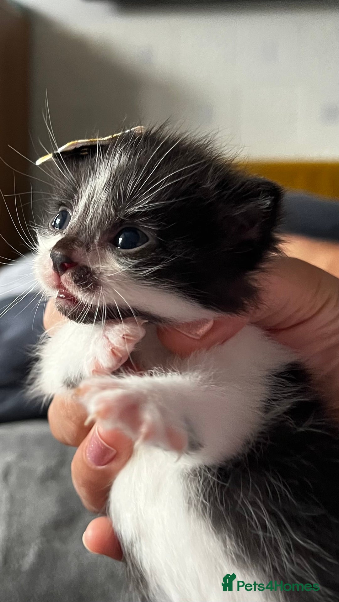 LaPerm cats for sale: Long Coat Laperm kittens - Image 11