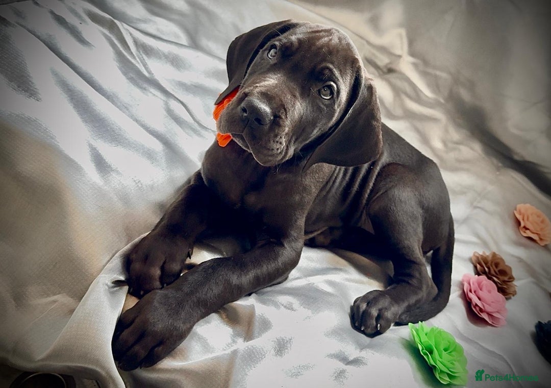 Great Dane dogs for sale: Welcome tothe world KC Registered Champ Bloodlines in Maidstone - Image 9